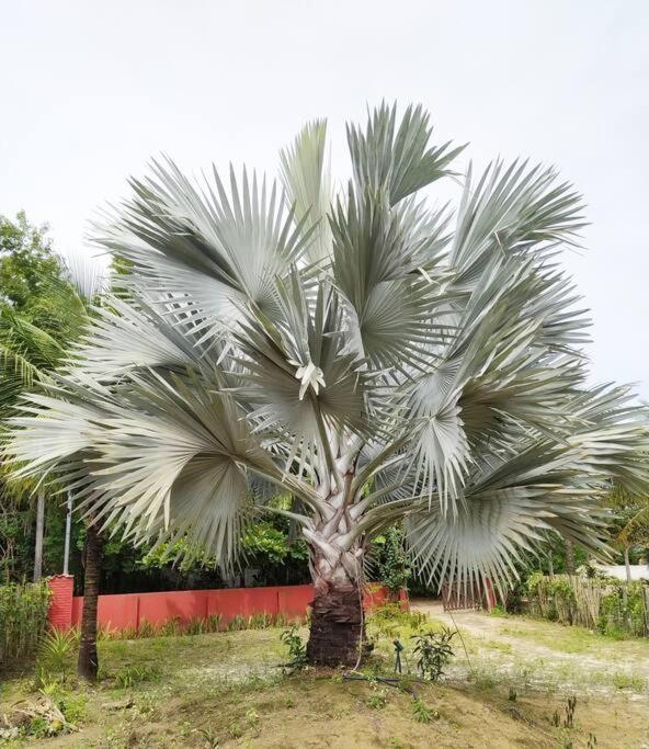 Casa Cumuruxatiba, Natureza E Charme Exterior foto